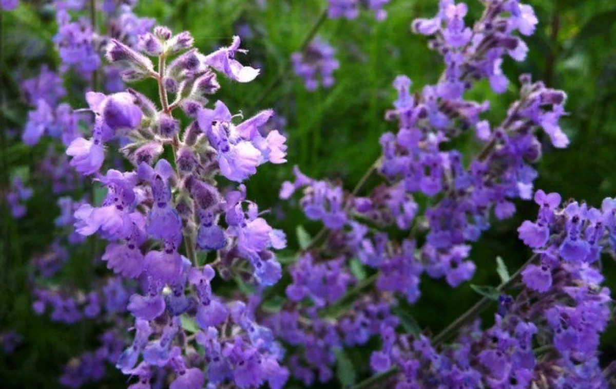 Котовник Фассена получен в результате скрещивания двух видов котовника (источник фото: kursi-floristiki.ru)