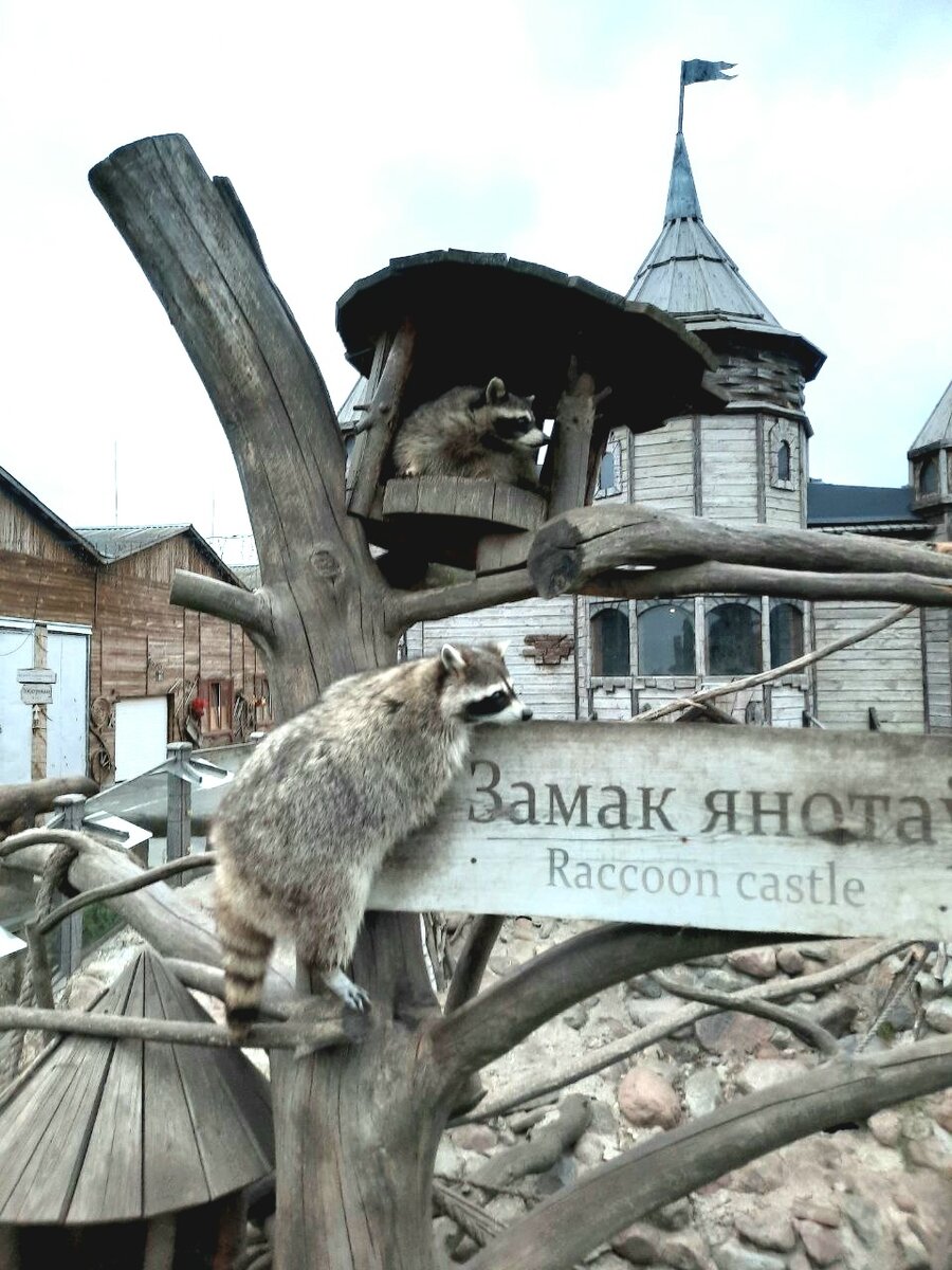 Енот на любимом дереве
