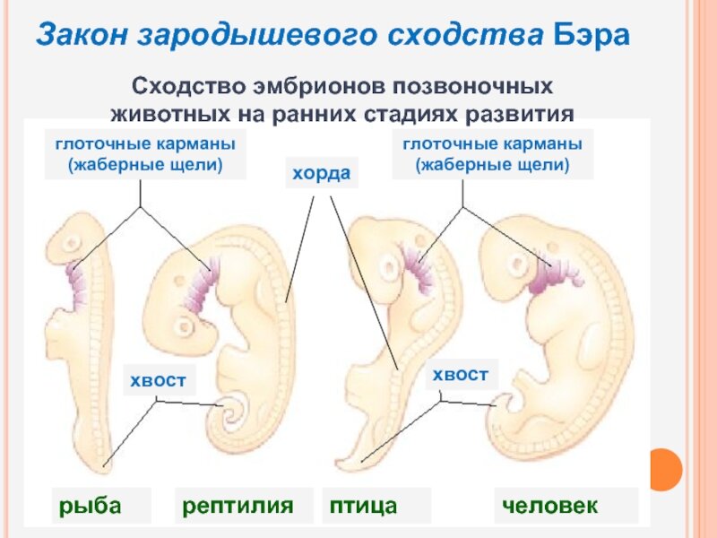 Сравните основные стадии зародышевого развития позвоночных используя рисунок 221
