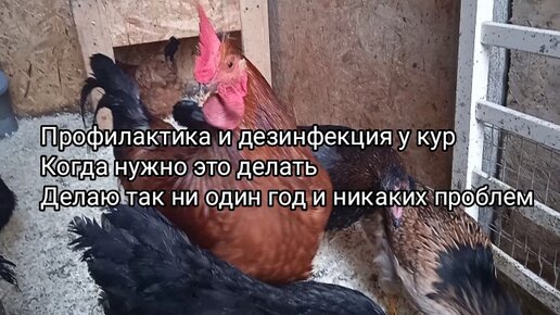 Симптомы птичьего гриппа у куриц. Травим кур. Инфекционные болезни птиц. Птичий грипп симптомы у кур. Отрава для кур.