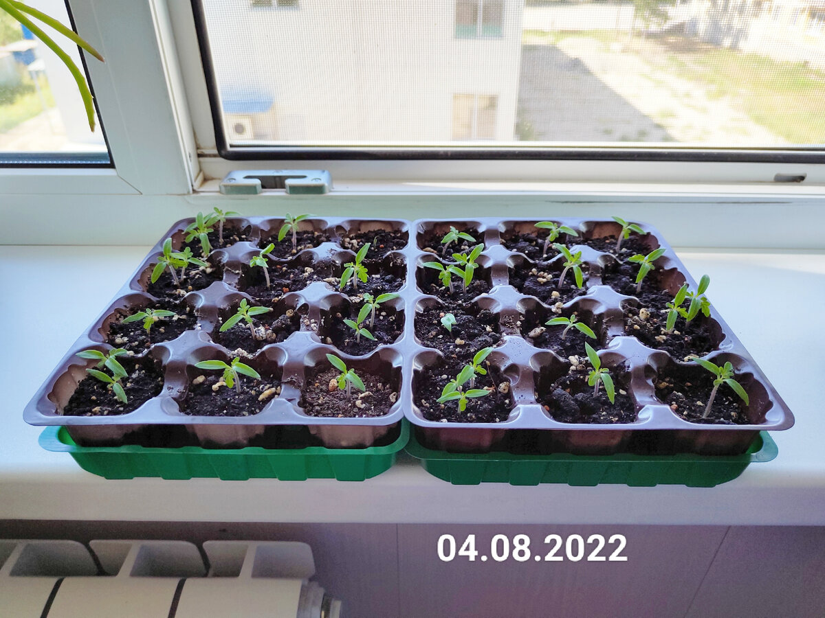 Помидоры "Балконное чудо". Мой плодовый дебют. | Ok Plants | Дзен