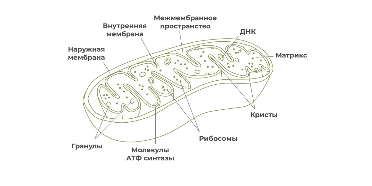 Характеристика органоидов клетки | Таблицa