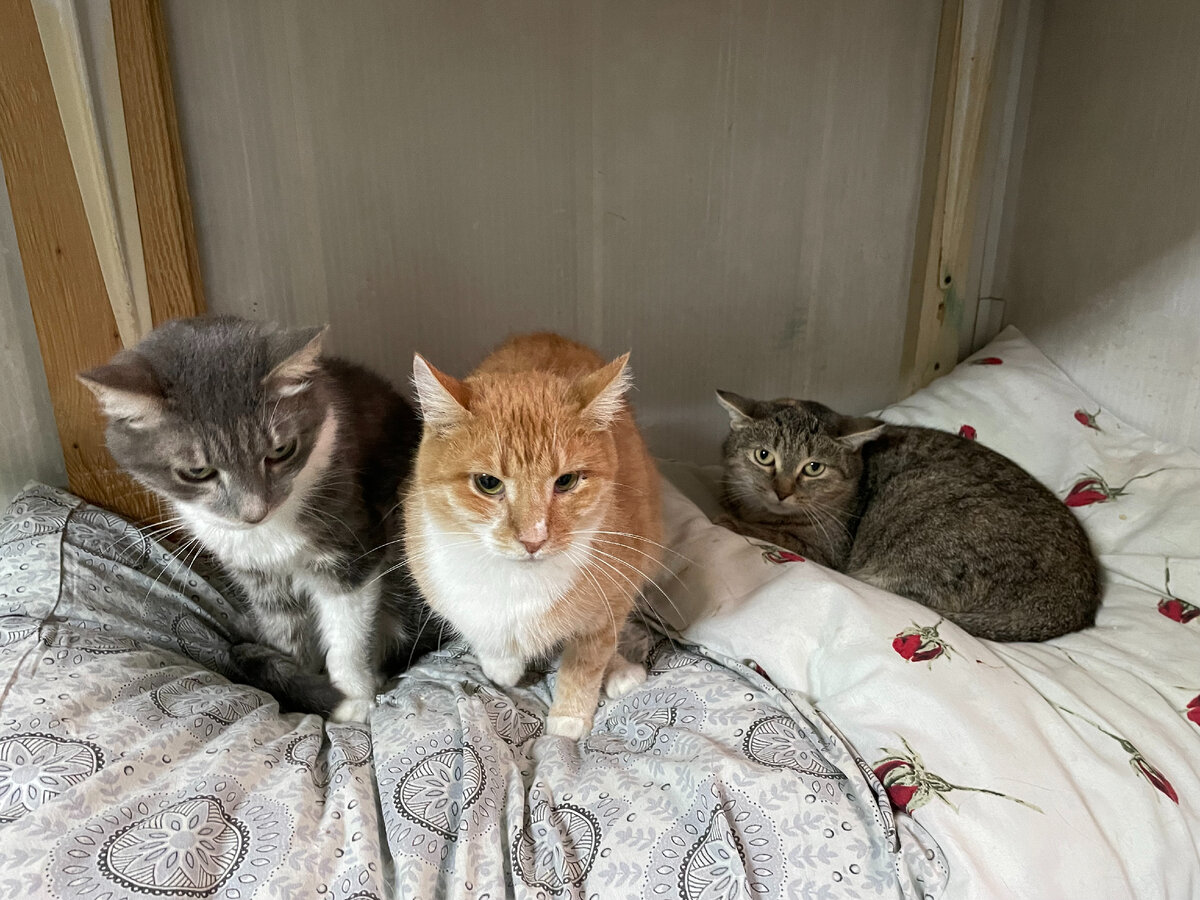 Кошки Кожуховского приюта www.vao-priut.info 