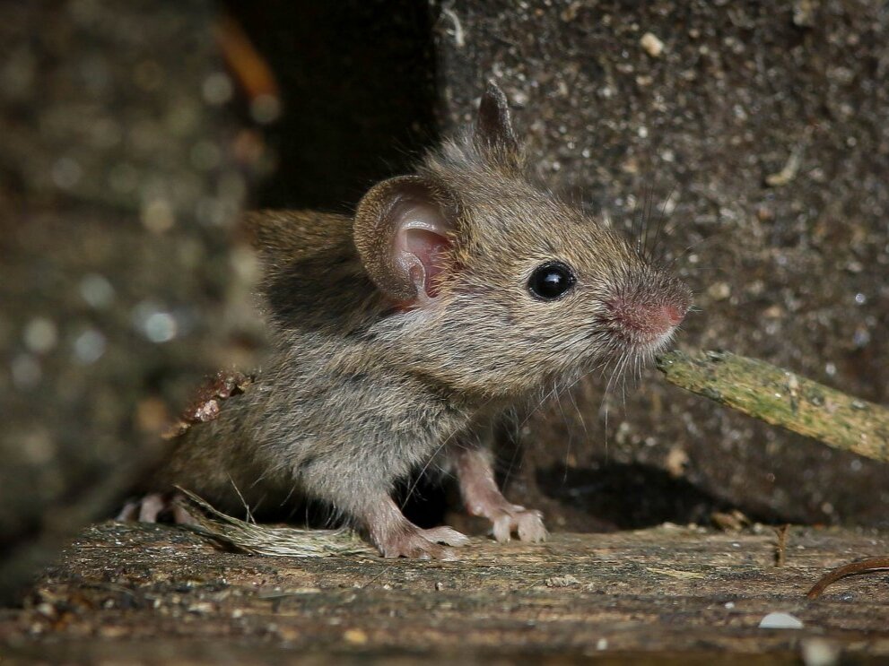 Фото: krasivosti.pro