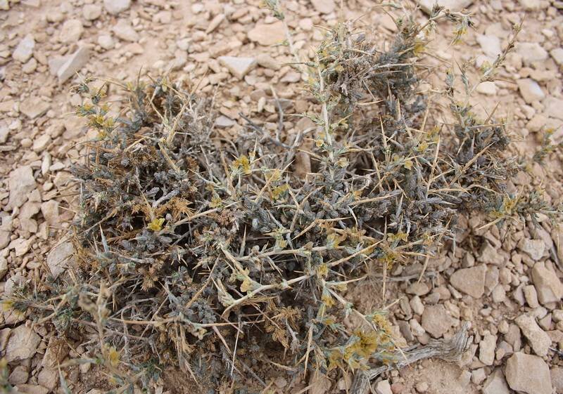 трава для верблюда 7. Salsola acutifolia. бурнаки верблюжья колючка. трава для верблюда 7. трава карагана гривастая.