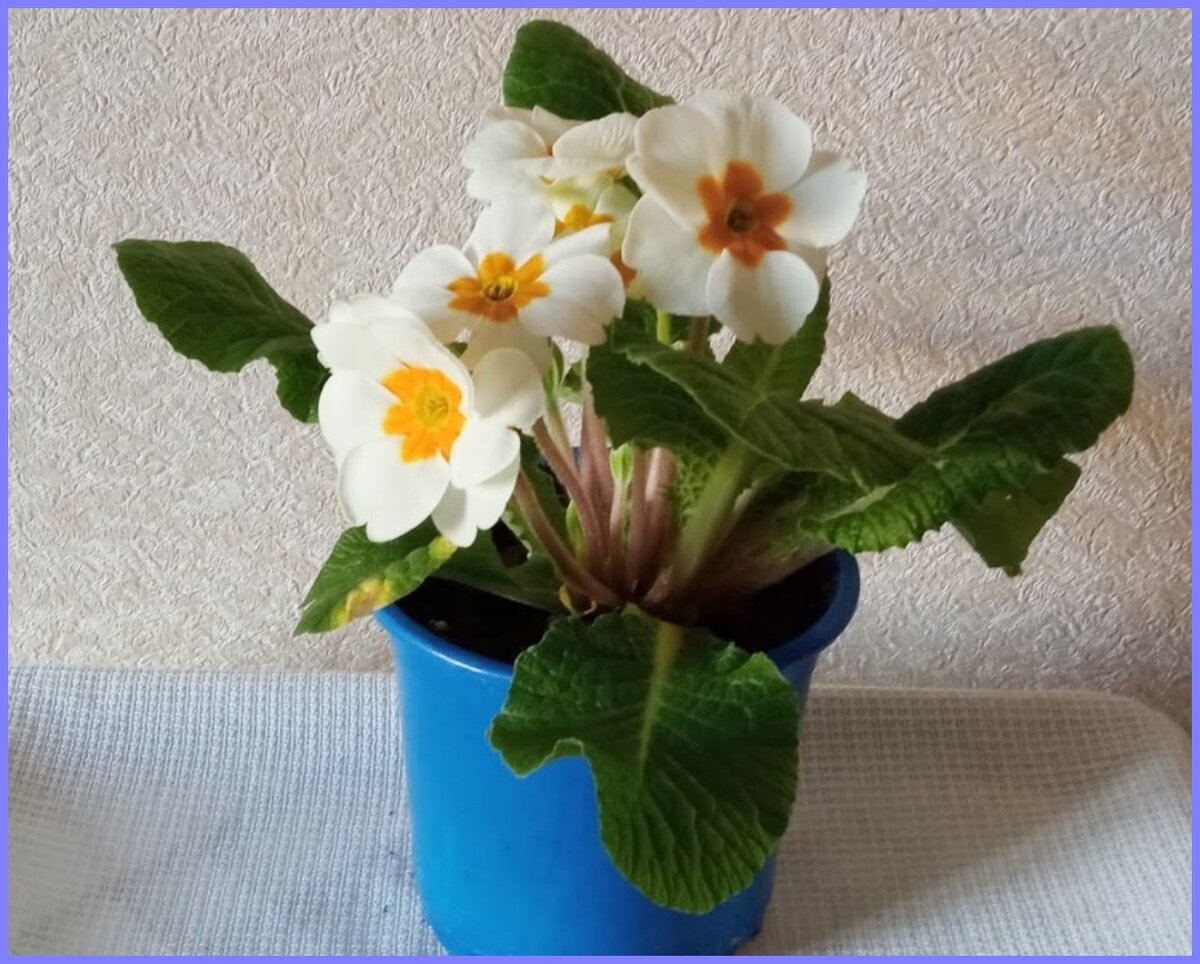 Купила я многолетнюю примулу белого цвета. 