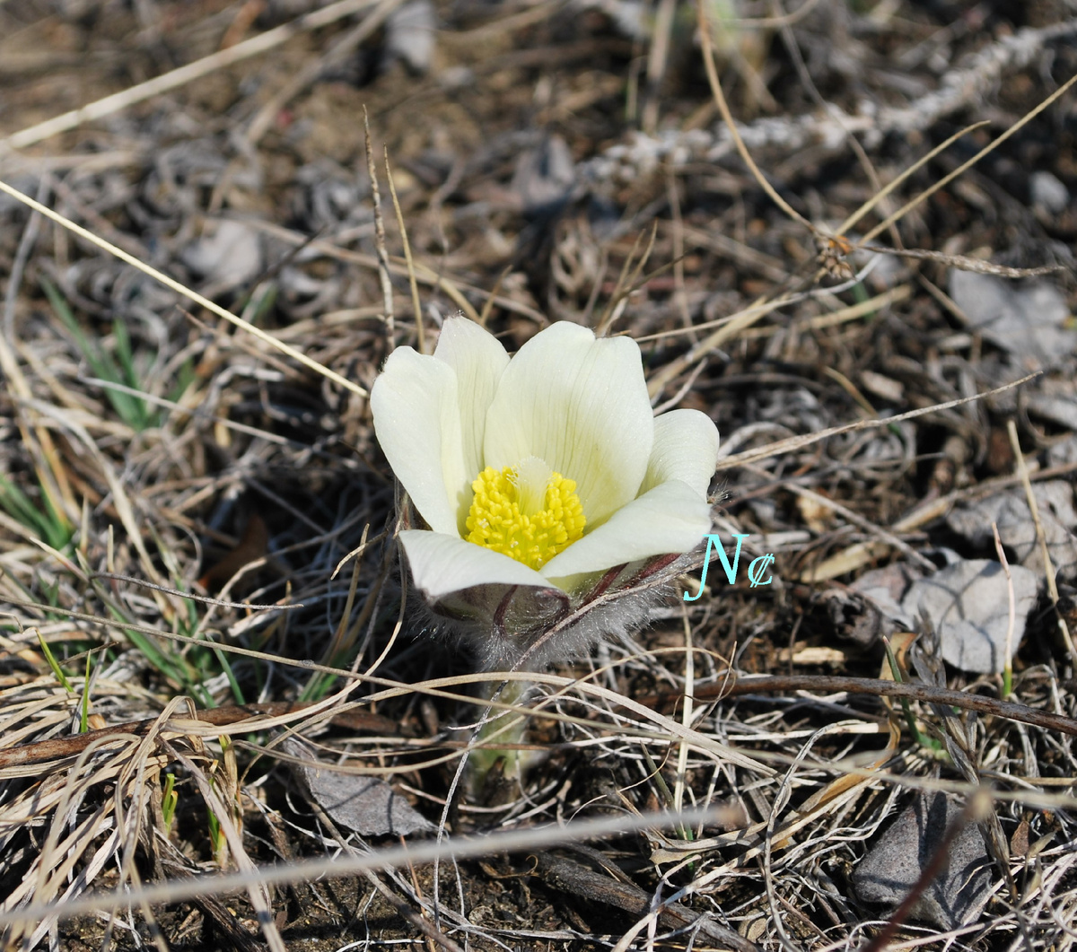 Pulsatílla. Первоцвет. Белый.