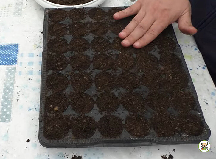 Посев рассады огурцов в кассеты