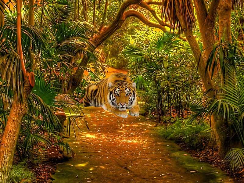 Тигр в засаде на сельской дороге, ждет путешественника на обед