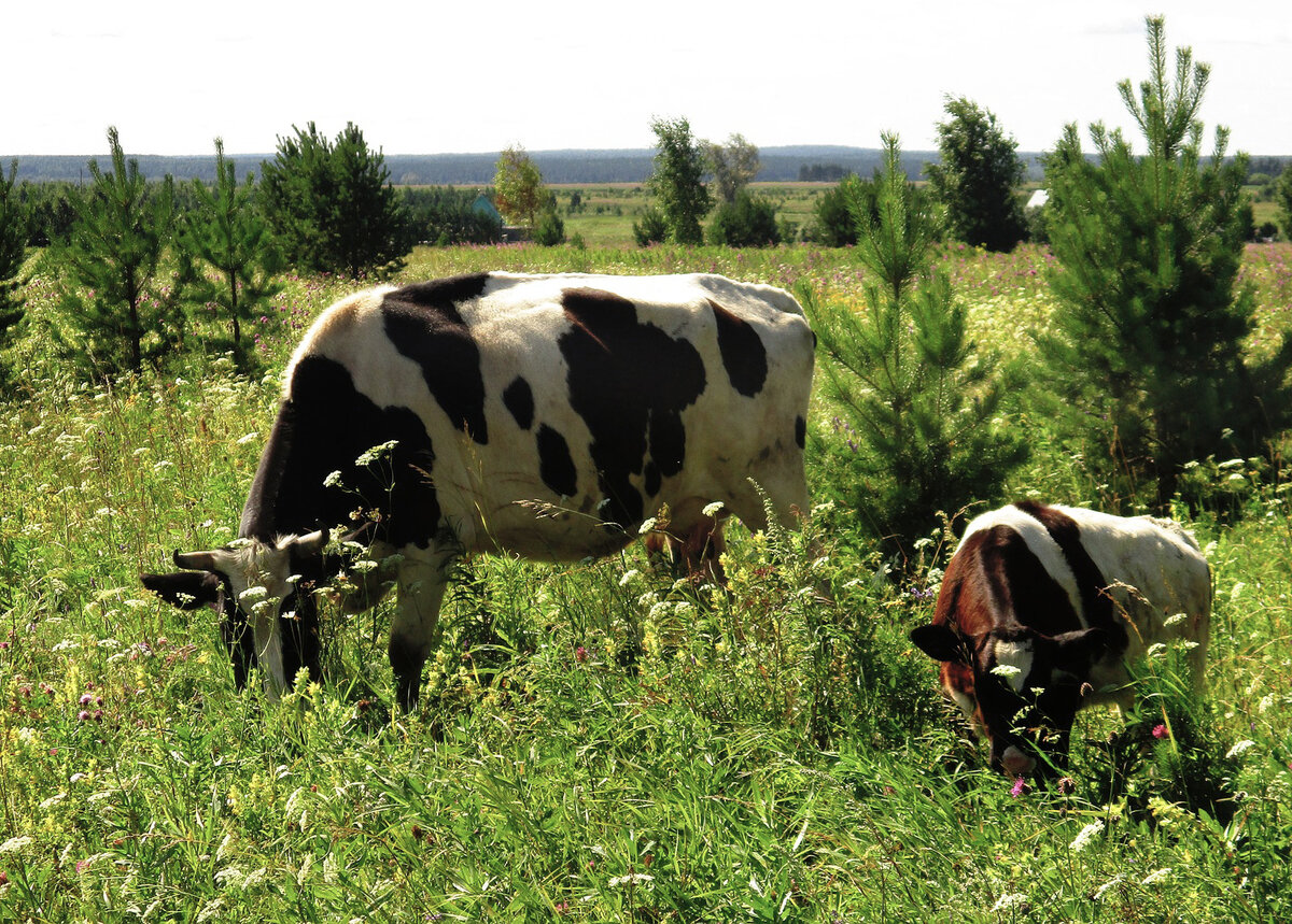 Фото с просторов интернета.