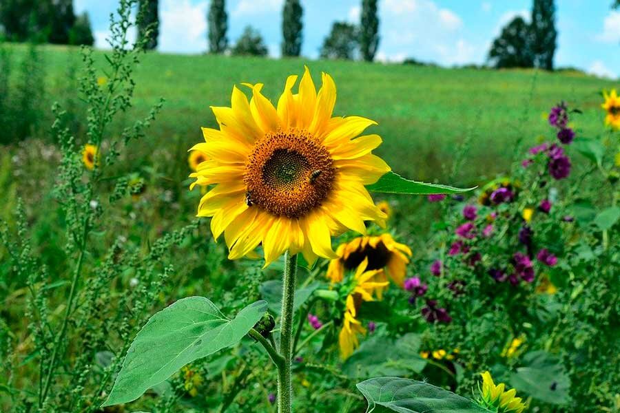 Декоративный подсолнух - посадка, выращивание и уход. Фото сортов и видов