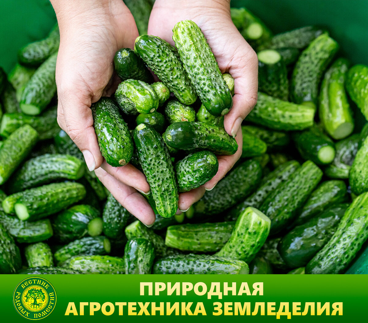 Ранние огурчика весна 2021