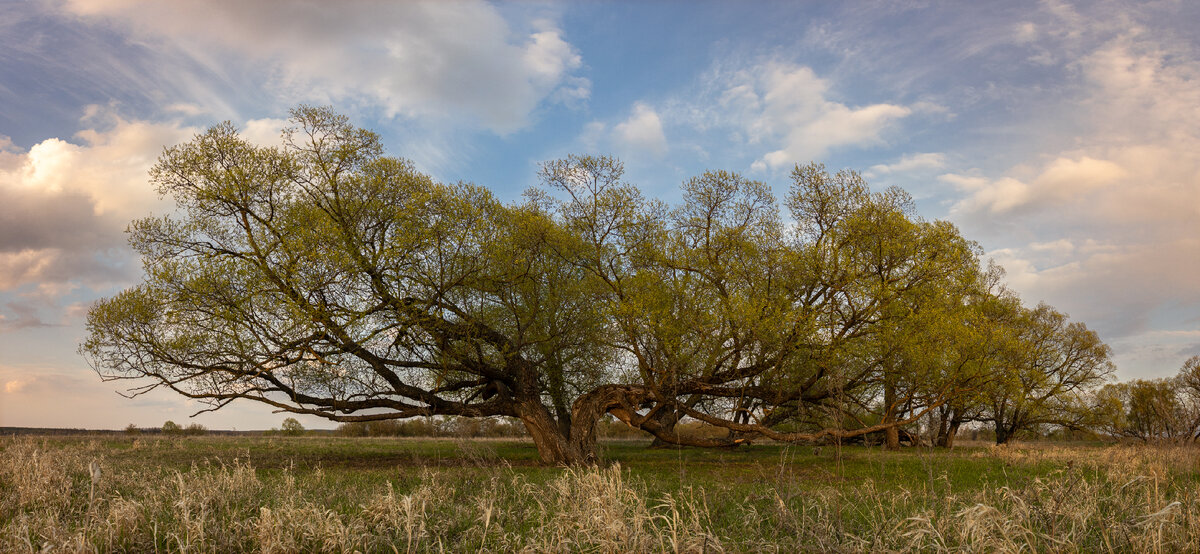 Панорама из 7 кадров. Снято в Тамбовской области.