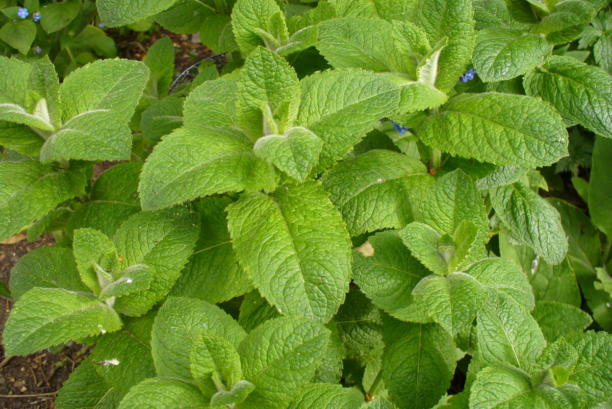 Распаковка. Питомник растений GardenPlants. Мята. Часть 4. | Стихи и цветы.  Алёна Градобоева-Патрушева | Дзен