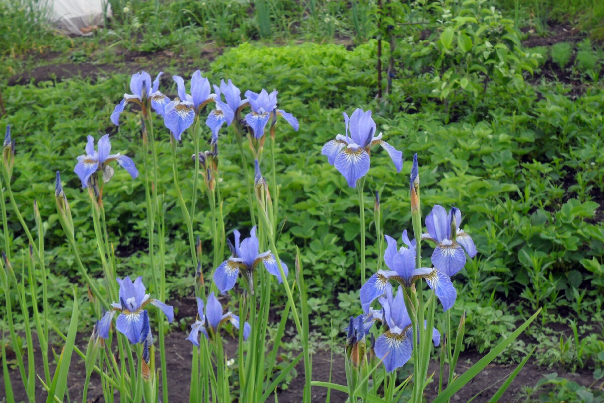 Сибирский ирис высота до 1.5 метра.Фото автора.