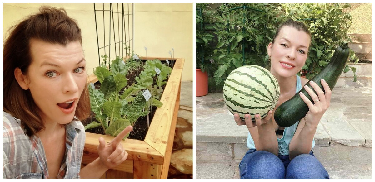 Милла Йовович. Коллаж (фото: chillout-e.ru, wday.ru)