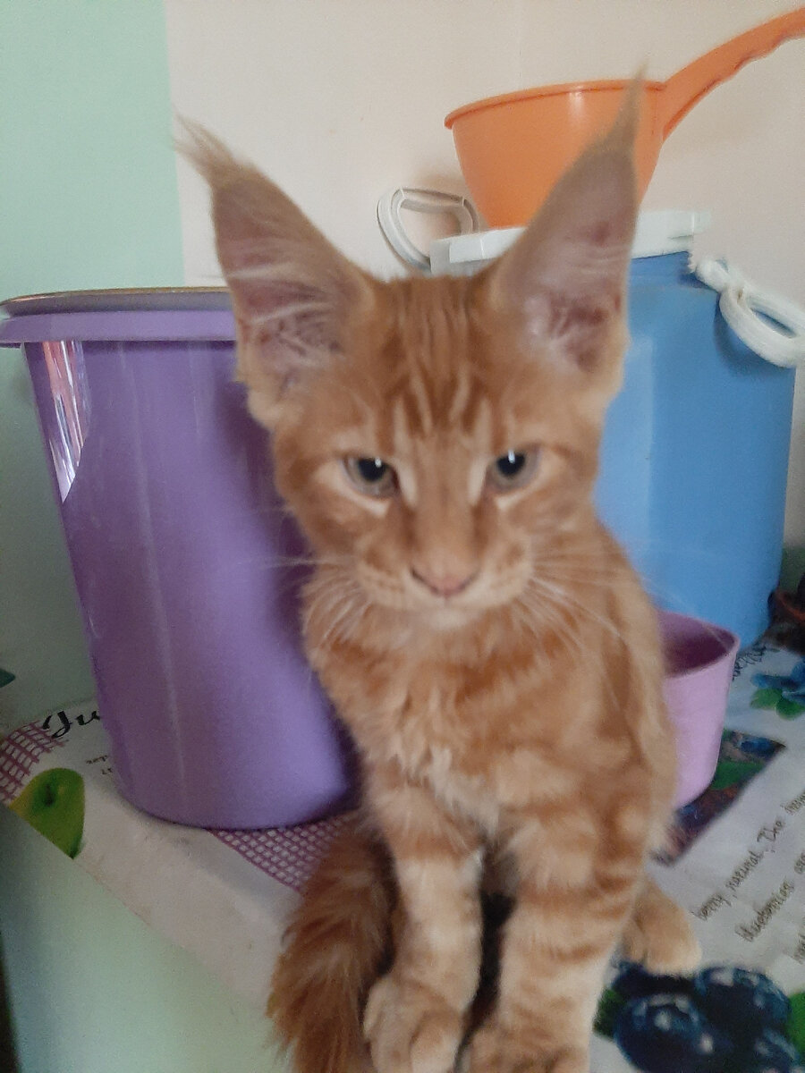 ,Не понимаю,как можно добровольно пихать в себя эти палки?'