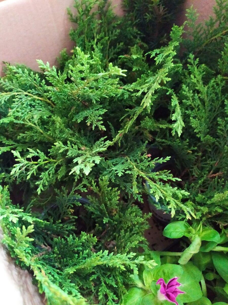 8 шт. на первый взгляд одного вида (авторское фото)