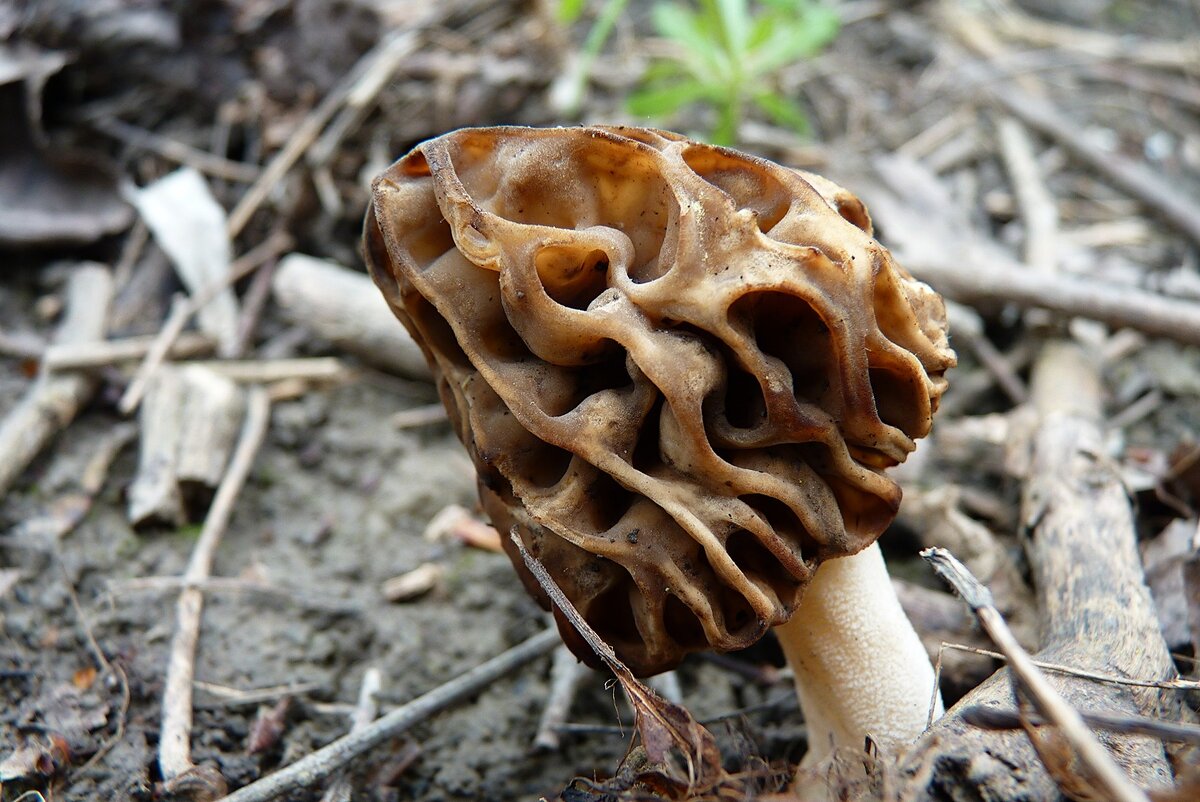 Сморчки полусвободные (Morchella semilibera). Те что светлее - молодые, темнее - постарше.