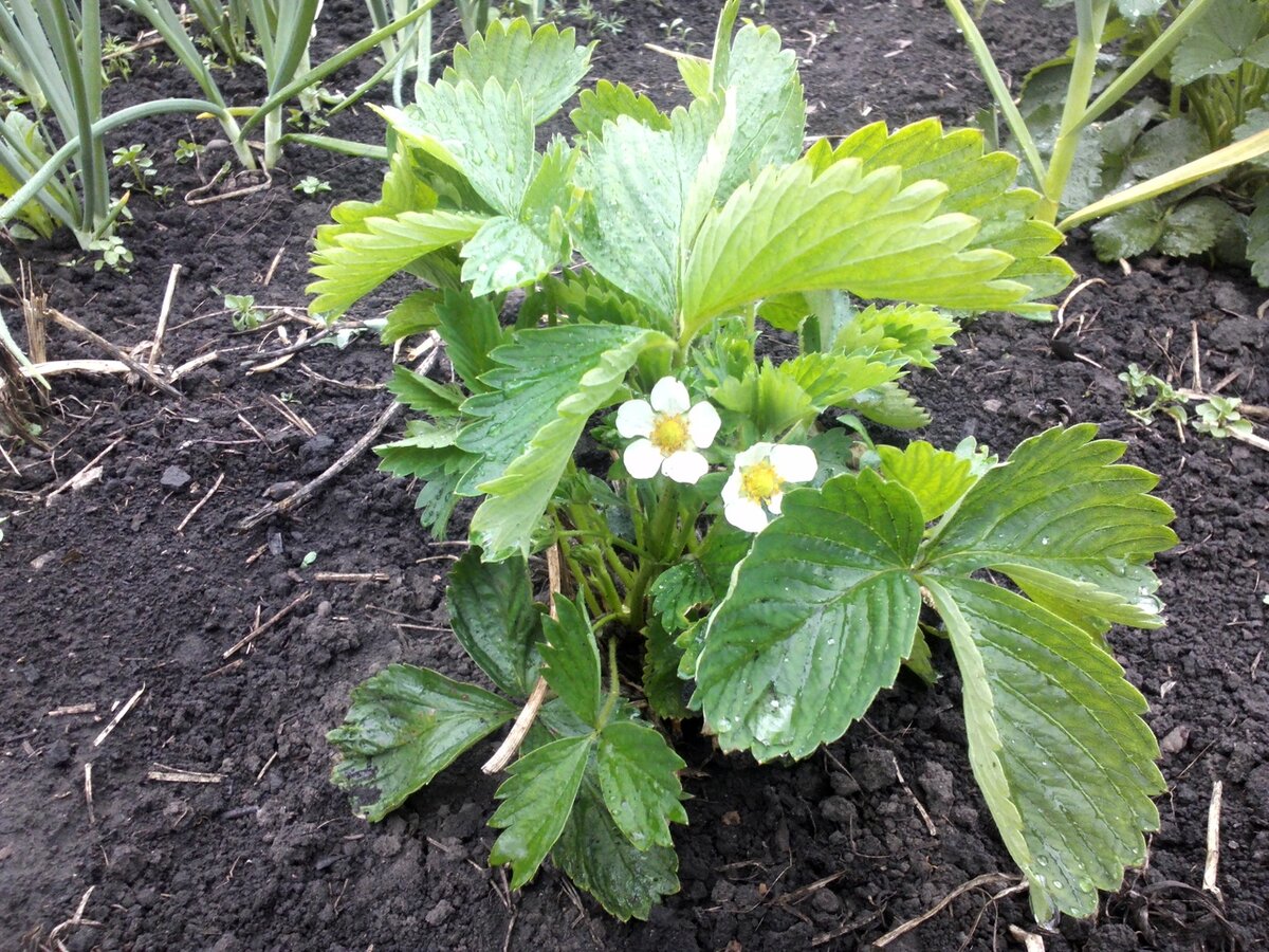 Земляника цветет, фото автора