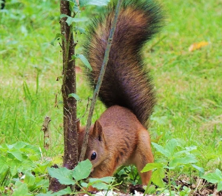 Белка сажает дерево ))....шучу конечно, белочка зарывает добычу.
