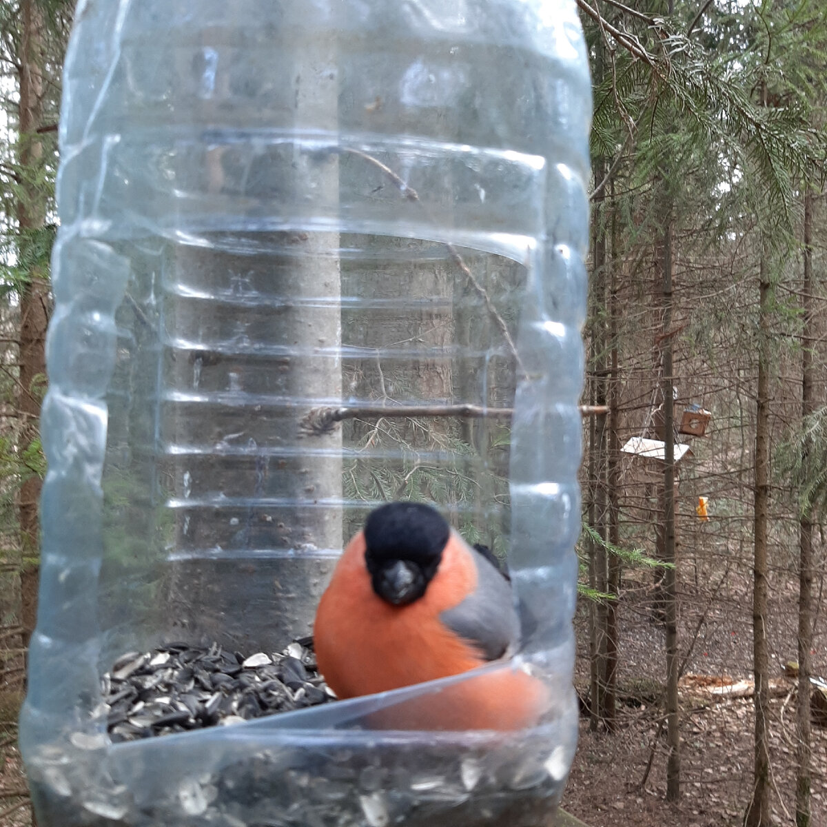 снегирь не может улететь из кормушки  фото автора