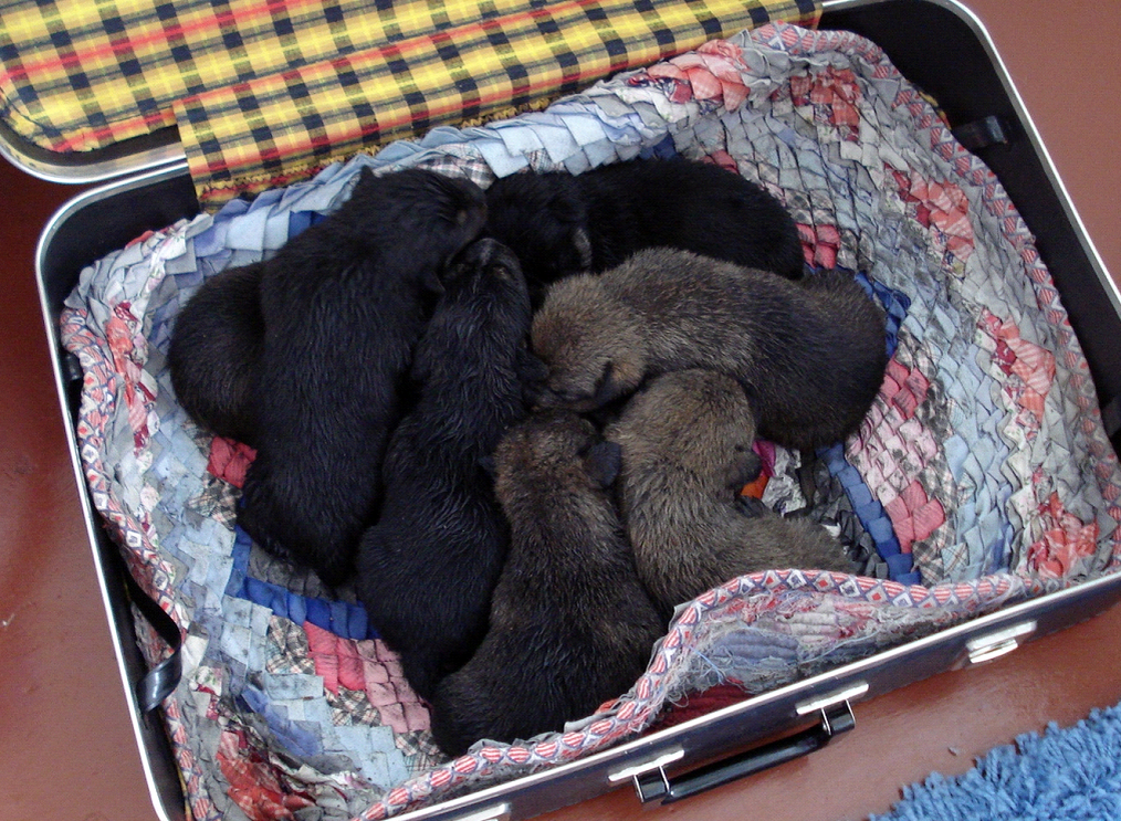 Щенки подброшенные