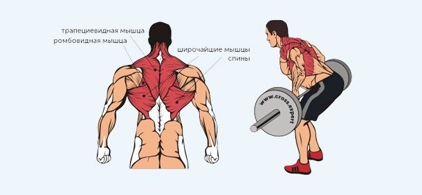 Работающие мышцы