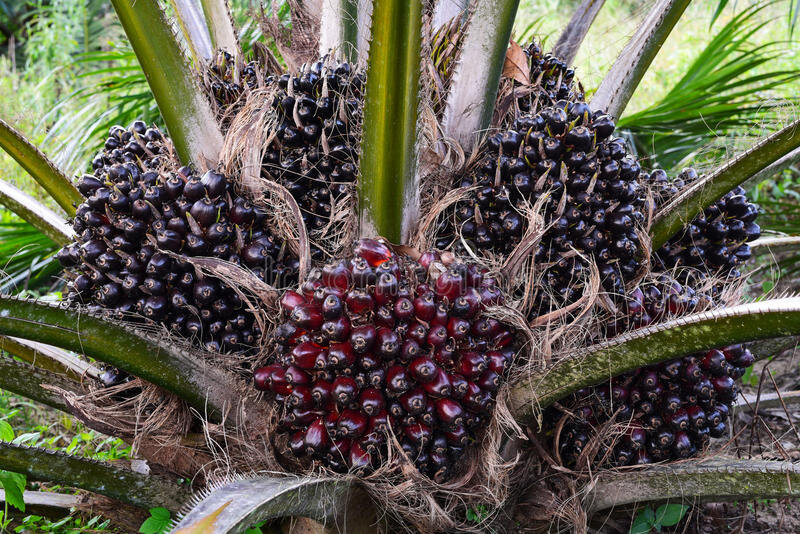7 вещей, которые надо знать о растительном масле из плодов масличной пальмы  | Пальмовое масло - правда и мифы | Дзен