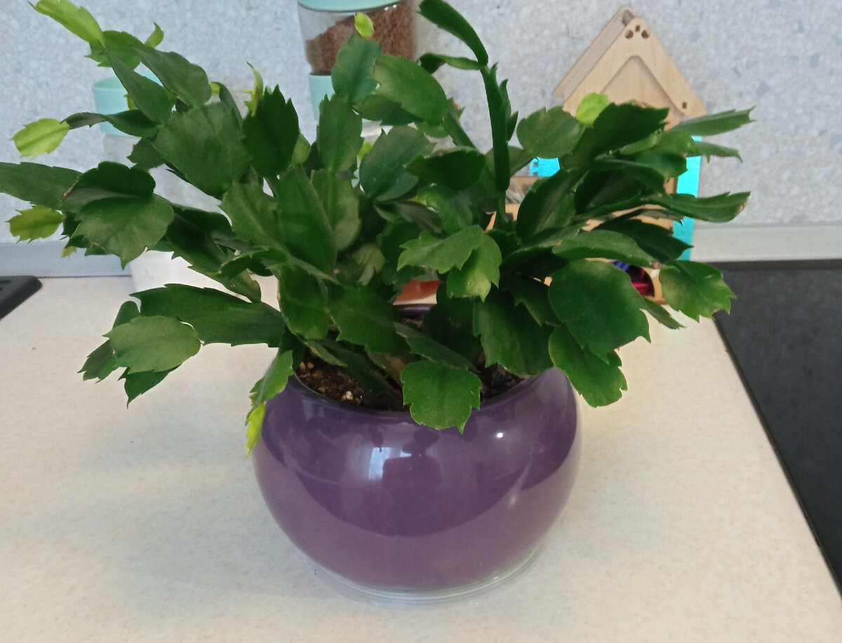 Шлюмбергера