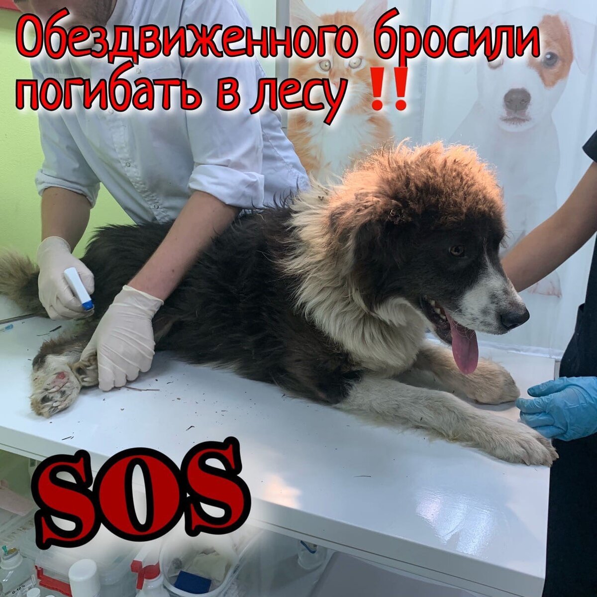 Приют для бездомных животных Омские хвостики
