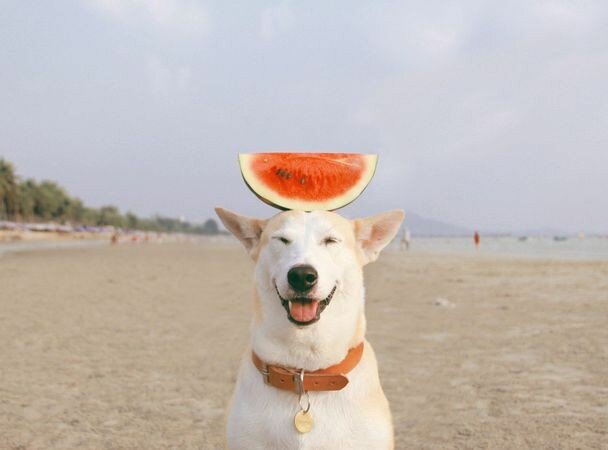 bit.ly/3emhZODbit.ly/3emh Баланс. Юмор с собакой на отдыхе.