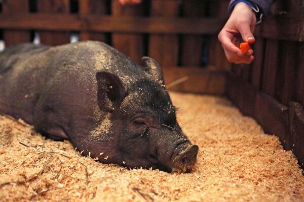 РИА Новости /Ростислав Нетисов 