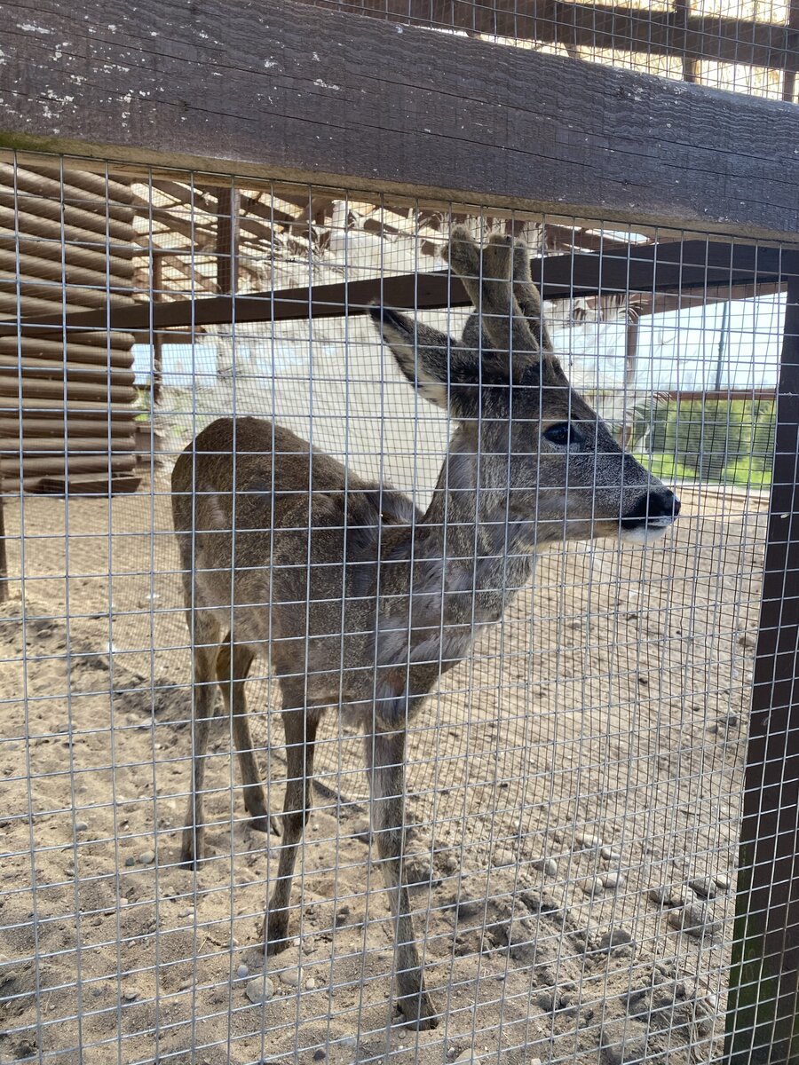 один из обитателей парка - олененок