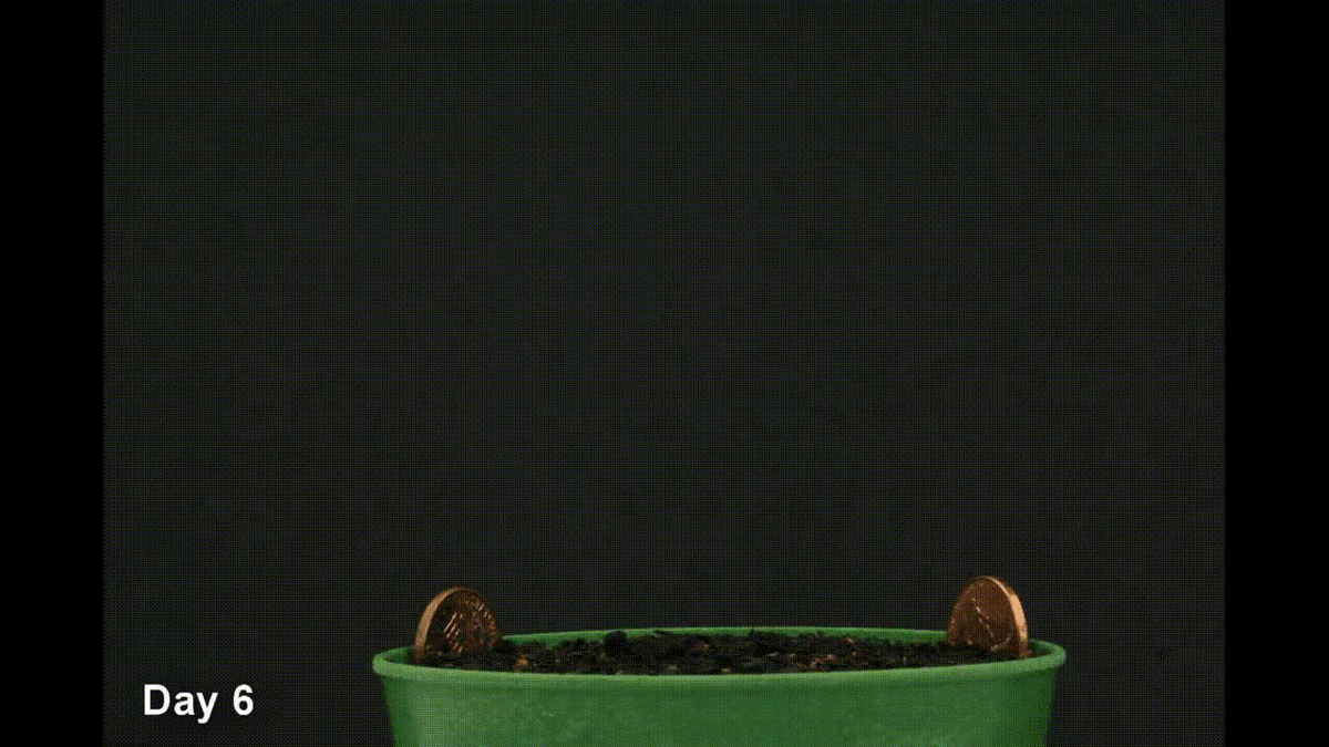 Прорастание помидоров (ускоренная съемка)