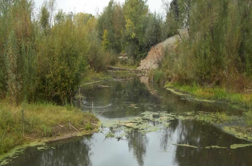 Лесной пруд в Барнауле
