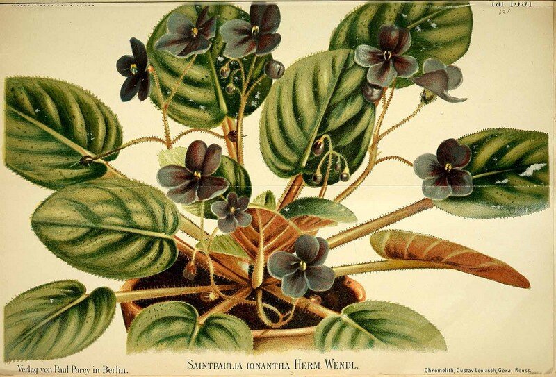Иллюстрация из первой публикации Saintpaulia ionantha в Gartenflora (1893 г.). Эта публикация установила как род Saintpaulia, так и типовой вид ionantha. Фото: https://goo.su/5Eta
