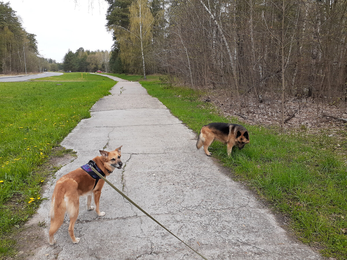 Рыжая собака Луша и овчарка Кира