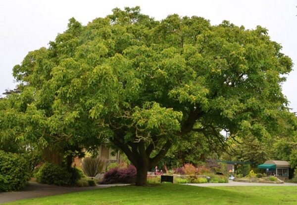 Величественный грецкий орех.