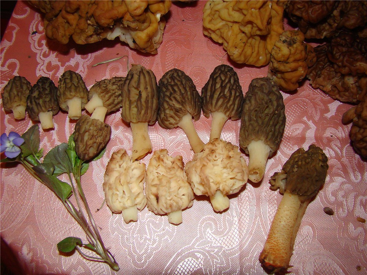 Верхний ряд - сморчки конические, три сморчка деликатесных светленьких и одна шапочка с длинной ногой.