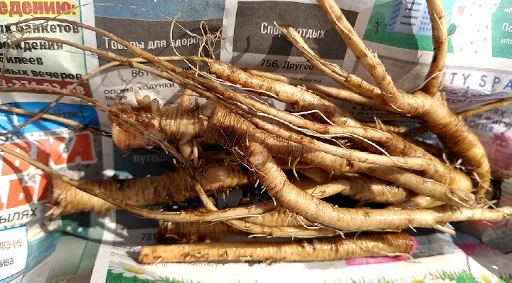 Корни Одуванчика