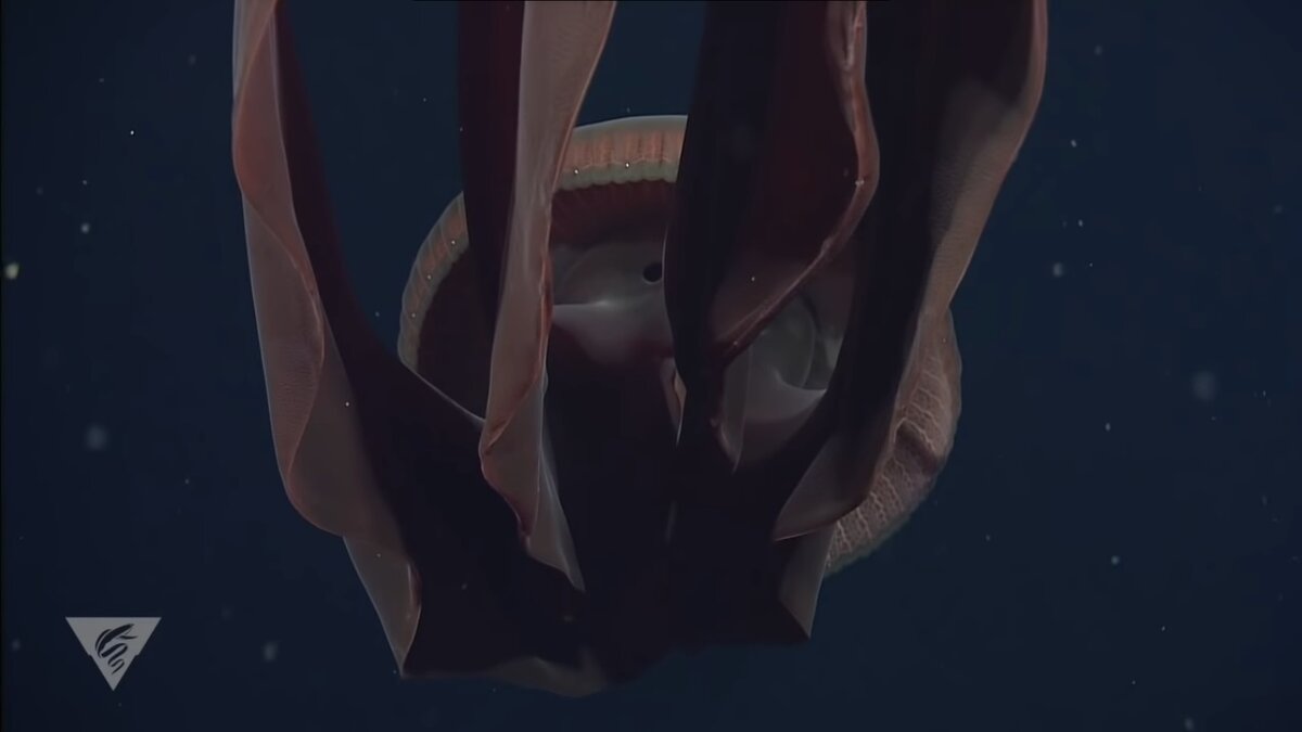 Источник:(MBARI)