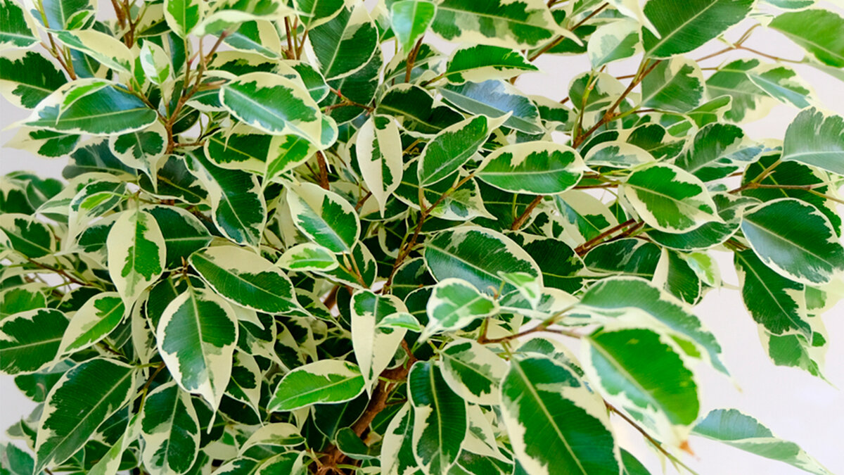 Фото / фотобанк Shutterstock