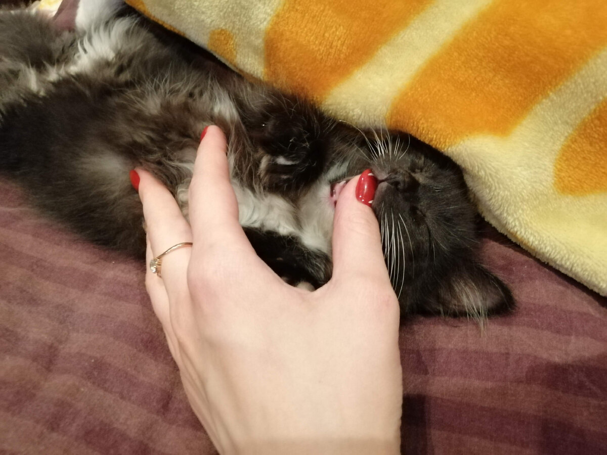 Сладко спит. 