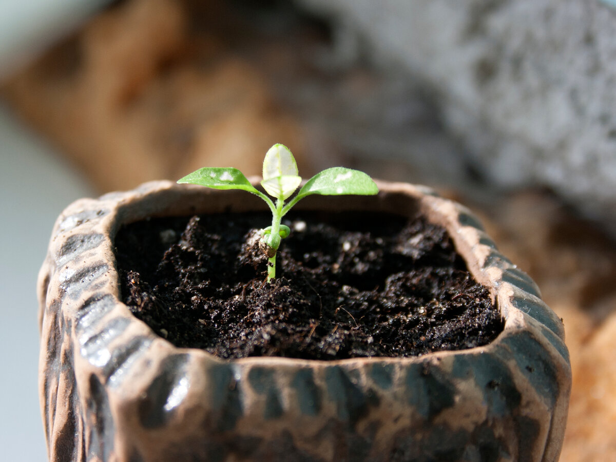 Взошел гипоэстес