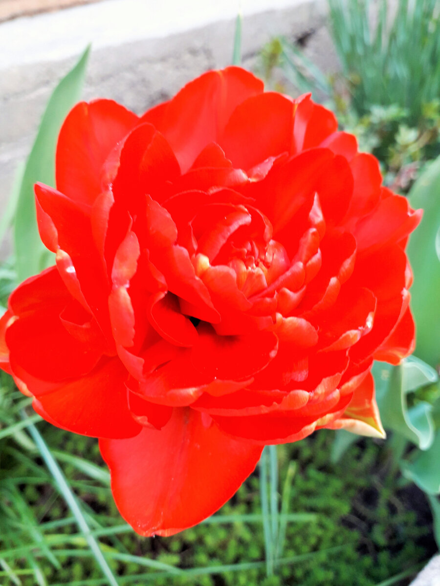 Люблю пионовидные тюльпаны