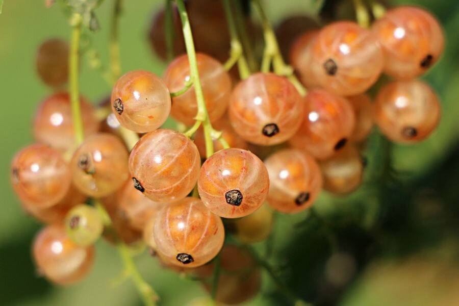 Источник  https://www.canva.com/. Вот такая и у друга была смородина, жаль фото не сохранились 