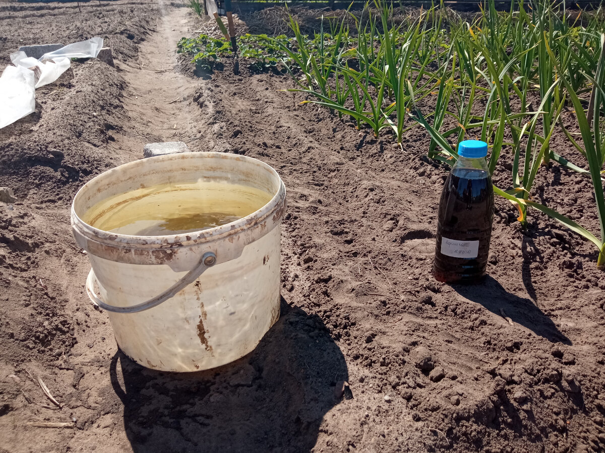 Подготовка вермичая для подкормки чеснока