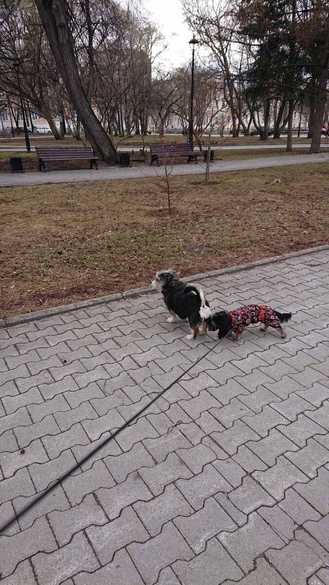 Собачье свидание