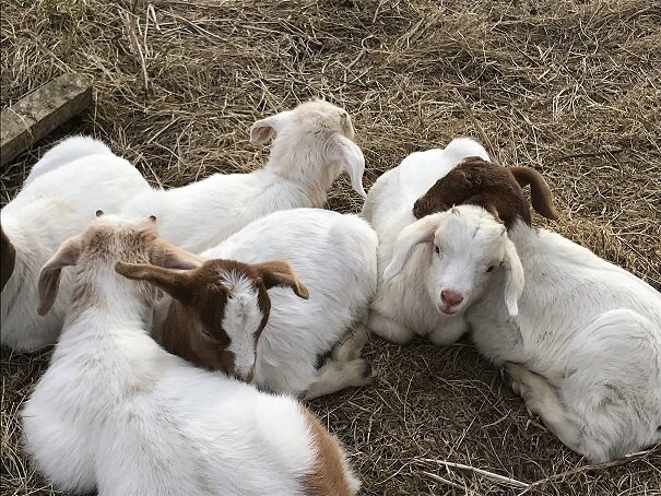 Мы    свое  пожизненное  отбываем на  Бурферме.